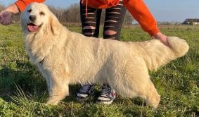 Chiots de race Golden retriever à vendre chez l'éleveur OF DARLING DOG