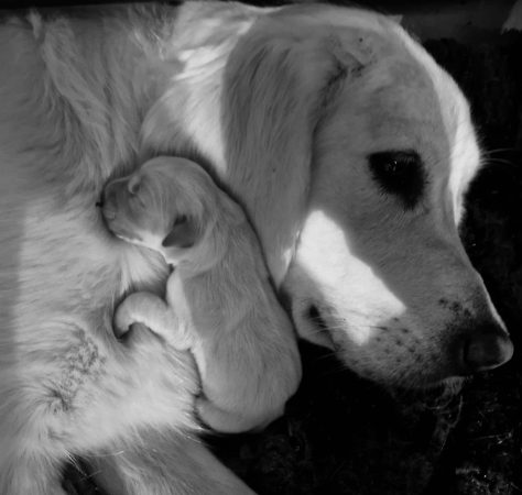 Image de la portée de chiot de l'élévage LAFORCE CECILE