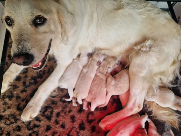 Image de la portée de chiot de l'élévage LAFORCE CECILE