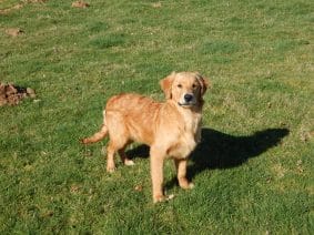 Chiots de race Golden retriever à vendre chez l'éleveur LE MAS D’EYRAUD – D’ASPE & D’OSSAU