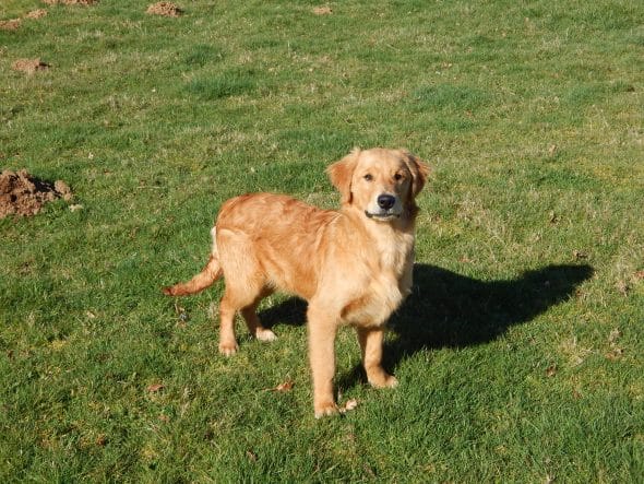 Image de la portée de chiot de l'élévage LE MAS D’EYRAUD – D’ASPE & D’OSSAU