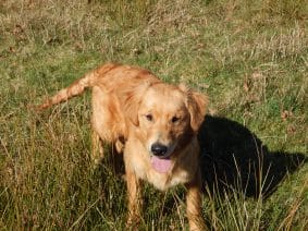 Chiots de race Golden retriever à vendre chez l'éleveur LE MAS D’EYRAUD – D’ASPE & D’OSSAU