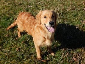 Chiots de race Golden retriever à vendre chez l'éleveur LE MAS D’EYRAUD – D’ASPE & D’OSSAU