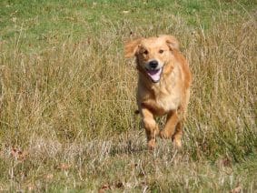 Chiots de race Golden retriever à vendre chez l'éleveur LE MAS D’EYRAUD – D’ASPE & D’OSSAU