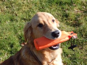 Chiots de race Golden retriever à vendre chez l'éleveur LE MAS D’EYRAUD – D’ASPE & D’OSSAU