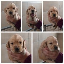 Chiots d'apparence Golden retriever à vendre chez l'éleveur GONCALVES GIL