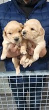 Chiots d'apparence Golden retriever à vendre chez l'éleveur GONCALVES GIL