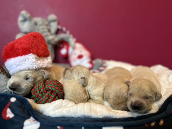 Image de la portée de chiot de l'élévage DES GRANDES PLAINES D’ARTOIS