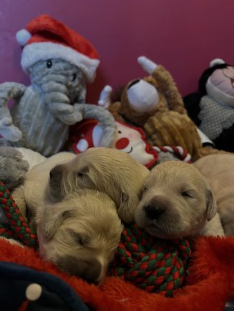 Image de la portée de chiot de l'élévage DES GRANDES PLAINES D’ARTOIS