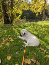 Chiots de race Golden retriever à vendre chez l'éleveur EI LEPRAT-LEMERLE SONIA