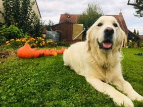 Chiots de race Golden retriever à vendre chez l'éleveur EI LEPRAT-LEMERLE SONIA