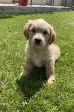 Chiots de race Golden retriever à vendre chez l'éleveur SCEA DU MOULIN DE MADJURIE