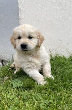 Image de la portée de chiot de l'élévage SCEA DU MOULIN DE MADJURIE