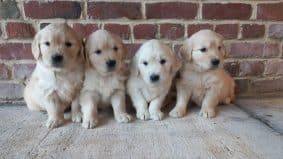 Chiots de race Golden retriever à vendre chez l'éleveur ELEVAGE KLOCKHUIS