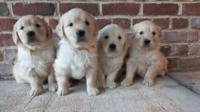 Chiots de race Golden retriever à vendre chez l'éleveur ELEVAGE KLOCKHUIS