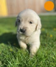 Chiots de race Golden retriever à vendre chez l'éleveur DU MARAIS DE SAINTONGE