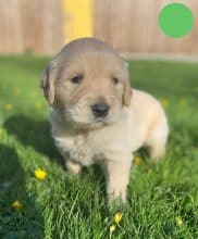 Chiots de race Golden retriever à vendre chez l'éleveur DU MARAIS DE SAINTONGE