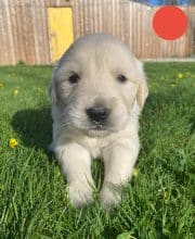 Chiots de race Golden retriever à vendre chez l'éleveur DU MARAIS DE SAINTONGE