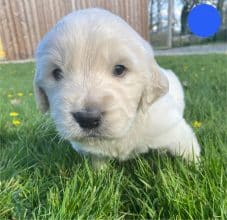 Chiots de race Golden retriever à vendre chez l'éleveur DU MARAIS DE SAINTONGE