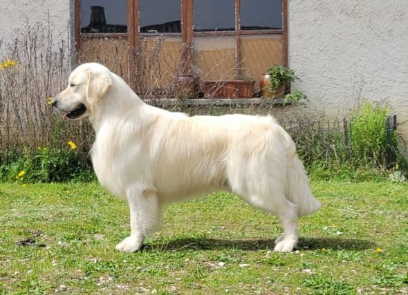 Image de la portée de chiot de l'élévage VIAC MARIE CHRISTINE