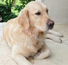 Chiots de race Golden retriever à vendre chez l'éleveur VIAC MARIE CHRISTINE