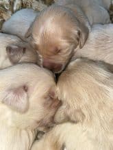 Chiots de race Golden retriever à vendre chez l'éleveur DU MARAIS DE SAINTONGE