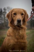 Chiots de race Golden retriever à vendre chez l'éleveur COLLET NICOLAS