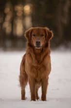 Chiots de race Golden retriever à vendre chez l'éleveur COLLET NICOLAS