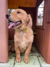 Chiots de race Golden retriever à vendre chez l'éleveur COLLET NICOLAS