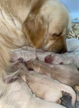 Chiots de race Golden retriever à vendre chez l'éleveur DU MARAIS DE SAINTONGE