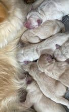 Chiots de race Golden retriever à vendre chez l'éleveur DU MARAIS DE SAINTONGE