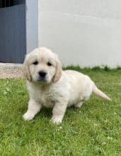 Chiots de race Golden retriever à vendre chez l'éleveur SCEA DU MOULIN DE MADJURIE