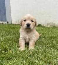 Chiots de race Golden retriever à vendre chez l'éleveur SCEA DU MOULIN DE MADJURIE