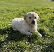 Chiots de race Golden retriever à vendre chez l'éleveur SCEA DU MOULIN DE MADJURIE