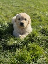 Chiots de race Golden retriever à vendre chez l'éleveur SCEA DU MOULIN DE MADJURIE