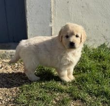 Chiots de race Golden retriever à vendre chez l'éleveur SCEA DU MOULIN DE MADJURIE