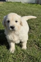 Chiots de race Golden retriever à vendre chez l'éleveur SCEA DU MOULIN DE MADJURIE