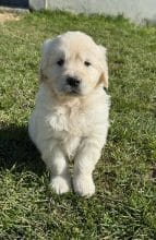 Chiots de race Golden retriever à vendre chez l'éleveur SCEA DU MOULIN DE MADJURIE