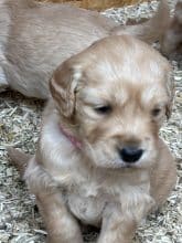 Chiots d'apparence Golden retriever à vendre chez l'éleveur GUINEBAULT NADEGE