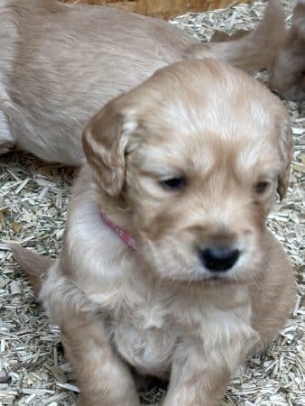 Image de la portée de chiot de l'élévage GUINEBAULT NADEGE