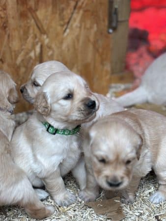 Image de la portée de chiot de l'élévage GUINEBAULT NADEGE