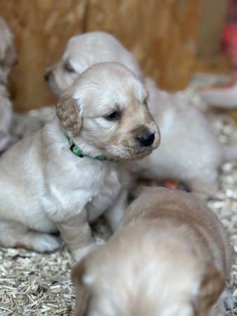 Image de la portée de chiot de l'élévage GUINEBAULT NADEGE