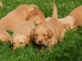 Chiots de race Golden retriever à vendre chez l'éleveur LE MAS D’EYRAUD