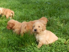 Chiots de race Golden retriever à vendre chez l'éleveur LE MAS D’EYRAUD