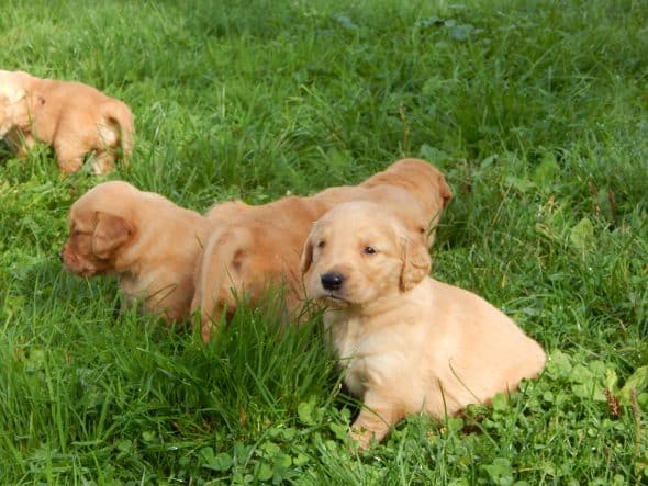 Image de la portée de chiot de l'élévage LE MAS D’EYRAUD