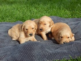 Chiots de race Golden retriever à vendre chez l'éleveur LE MAS D’EYRAUD