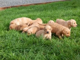 Chiots de race Golden retriever à vendre chez l'éleveur LE MAS D’EYRAUD