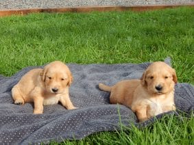 Chiots de race Golden retriever à vendre chez l'éleveur LE MAS D’EYRAUD