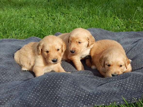 Image de la portée de chiot de l'élévage LE MAS D’EYRAUD