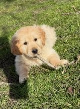 Chiots de race Golden retriever à vendre chez l'éleveur SCEA DU MOULIN DE MADJURIE